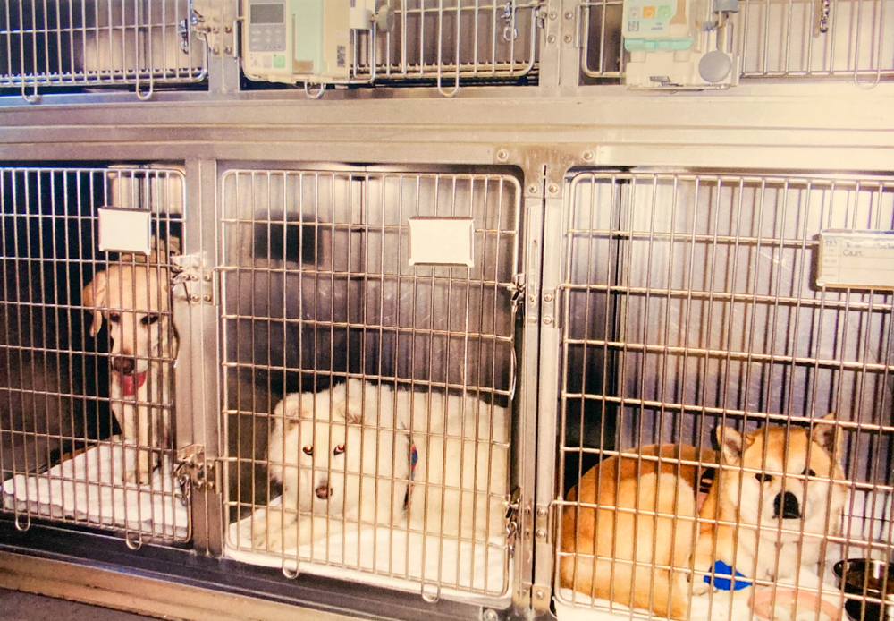 犬用入院室